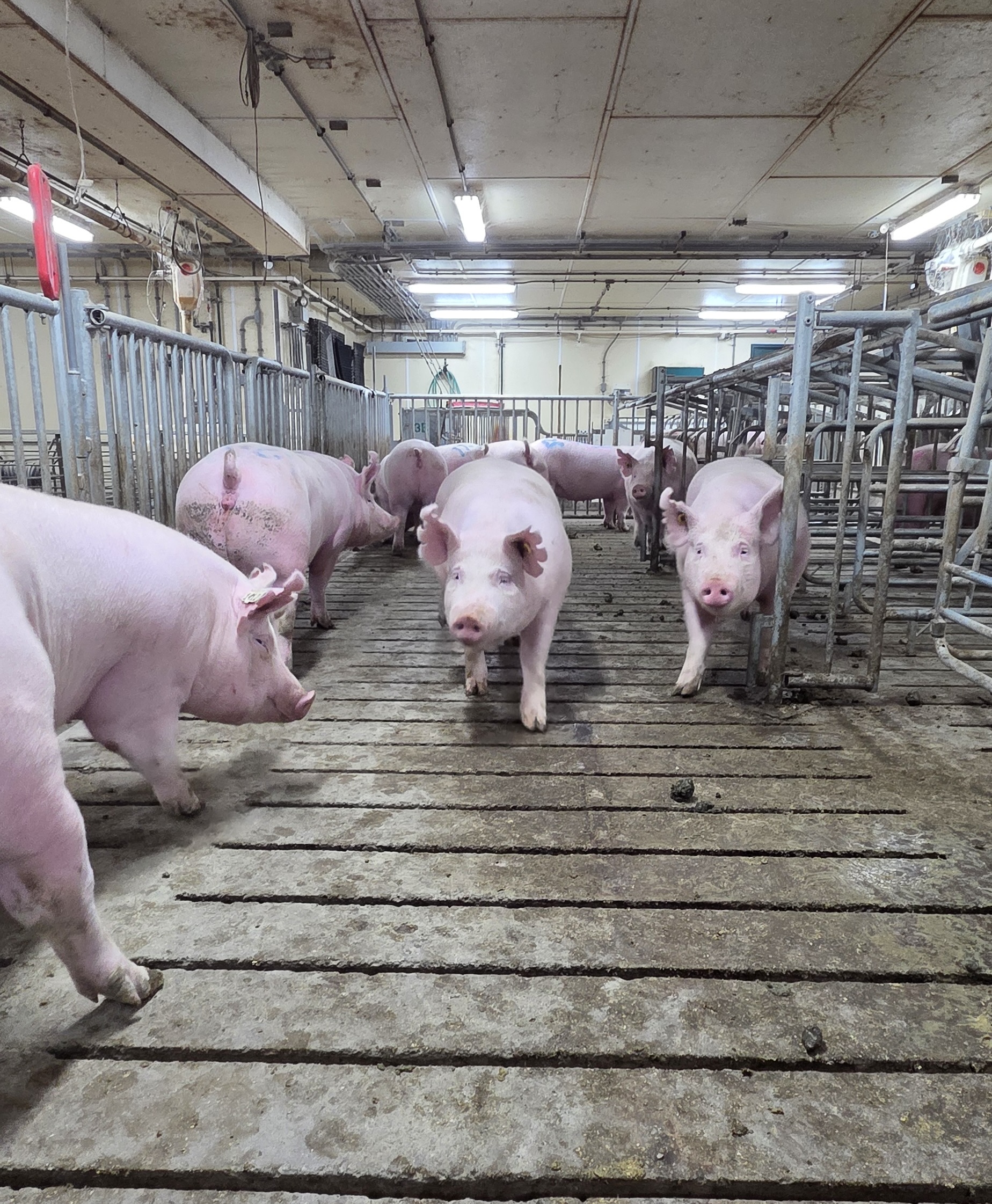 MSU Yorkshires 2.jpg